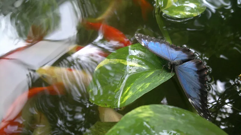 A tropical butterfly, as seen at Entopia near Batu Ferringhi
